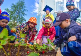 Мончегорцы выращивают ягоды и овощи в детском саду