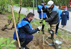 «Сад памяти»: в Заполярном высадили еще 40 рябин