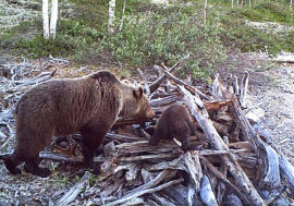 Медведица с медвежонком попали в объектив камеры Лапландского заповедника