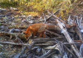 Фотоловушка Лапландского заповедника раскрыла тайны жизни лисиц