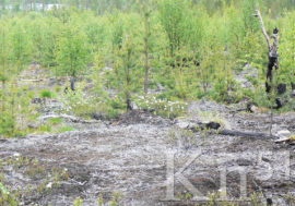 На обеспечение охраны лесов Мурманской области от пожаров – 195 млн рублей