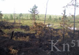 В Мурманской области зарегистрировано 26 лесных пожаров