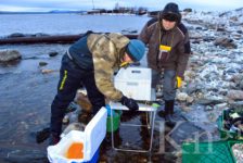 Кольская ГМК восполняет водные биоресурсы Мурманской области