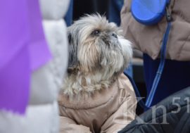 В Мурманской области началась регистрация собак