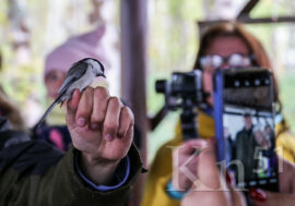 Фестиваль экологического кино ждет юных участников из Мурманской области