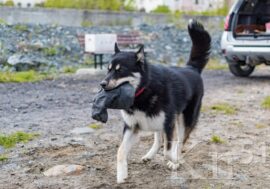 Дом для собак в Никеле: строительство продолжается