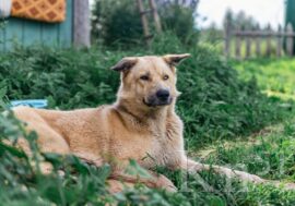 Ремонт дома для собак «Четыре лапы» в Никеле: волонтеры подводят итоги