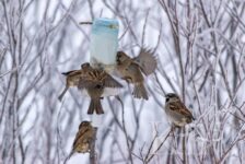 Мончегорцы могут помочь птицам пережить холода