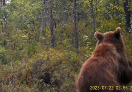 Фотоловушка заповедника «Пасвик» сняла сразу двоих медведей