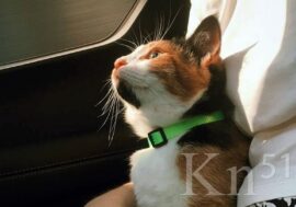 «Корпорация кошек»: мончегорцам расскажут о грамотной помощи животным