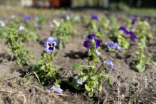 В Печенгском округе создают цветочное настроение