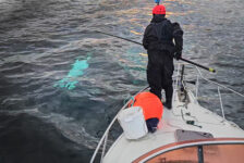 Спасатели рассказали, как освобождали краснокнижного кита в Баренцевом море
